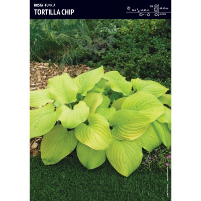 Plant Profile for Hosta 'Tortilla Chip' - Hosta Perennial