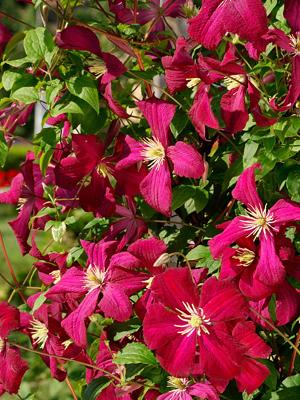 clematis clematis Crystal ...