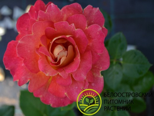 🌱 Роза Плетистая Barock по цене от 1800 ...