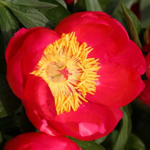 Paeonia Lactiflora Flame Peony | SiteOne