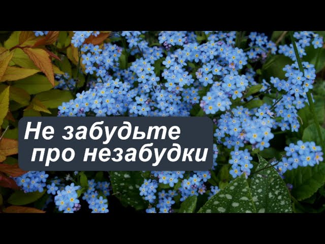 Цветок незабудки в виде сверху изолирован на белом фоне ...