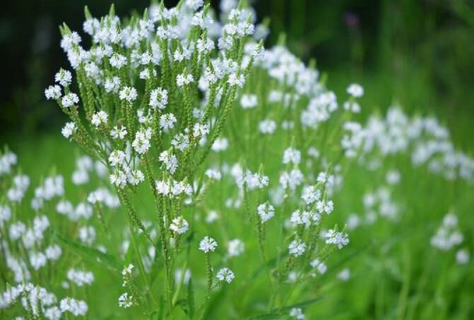 Вербена копьевидная Блю Спайр (Verbena hastata Blue Spires ...