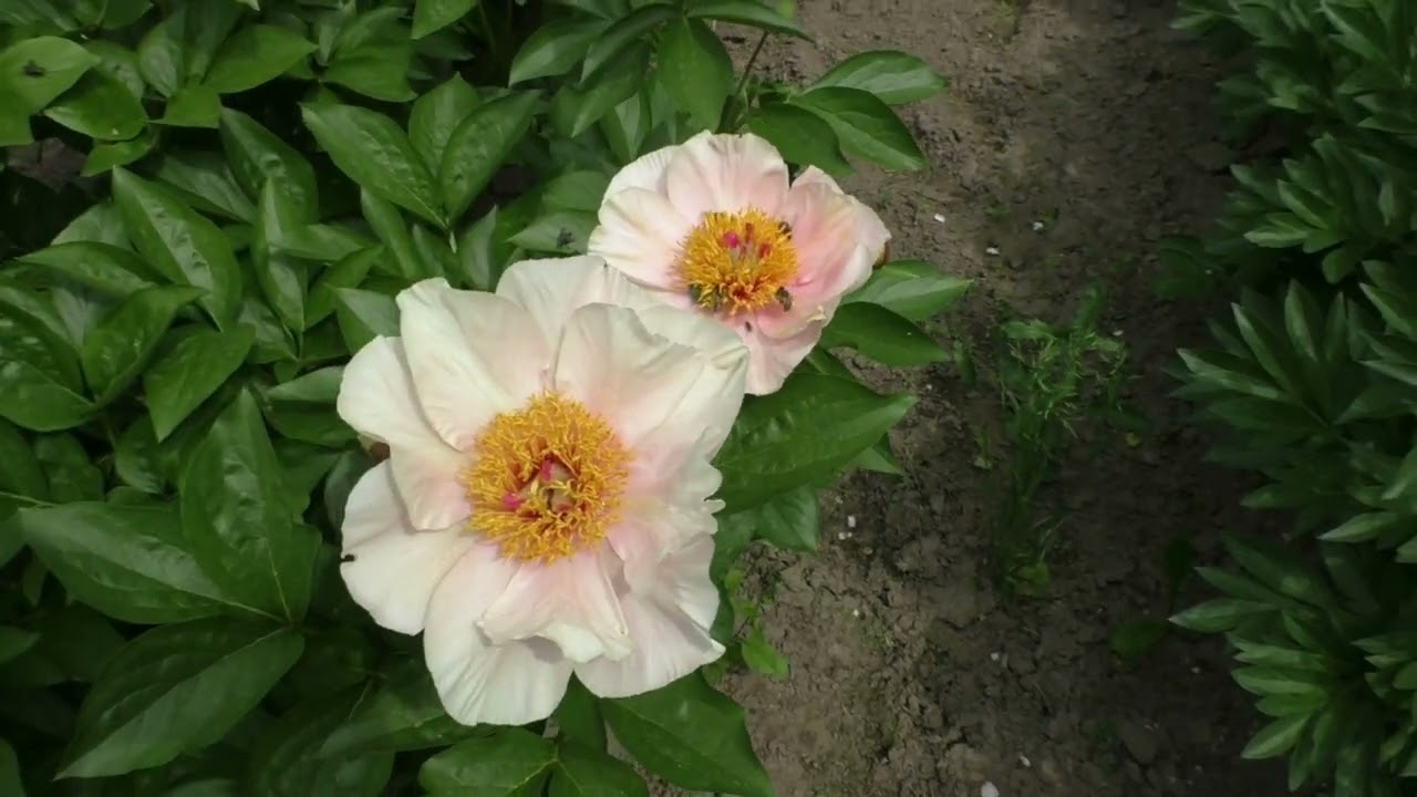 Paeonia Schafe – Пионы Нестерова