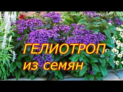 Гелиотроп, или Солнцепоклонник ...