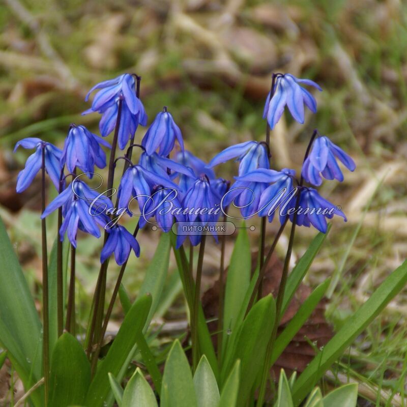 Пролеска Siberica (Сибирская)🌷 - купить ...