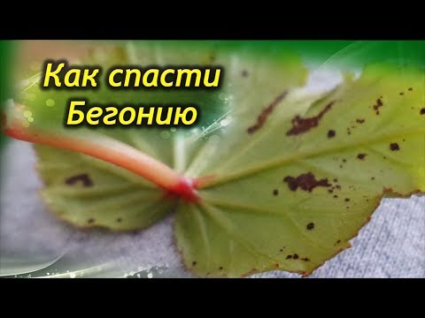 У бегонии сохнут листья целиком и их кончики, засыхают и ...