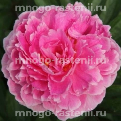 Luchshiy pion Белгравия - пионы - My Peony Society