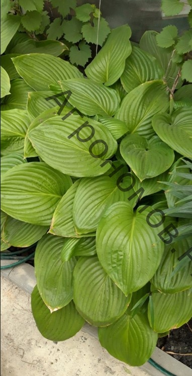 Hosta Tortilla Chip | Rewelahostas