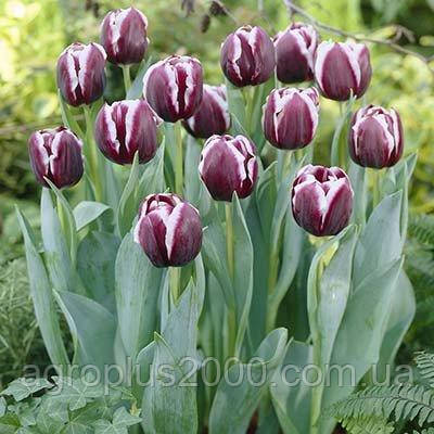 Tulip Triumph Jackpot