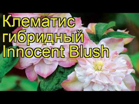 Купить клематис Инносент Блюш Innocent Blush в Минске, Беларуси