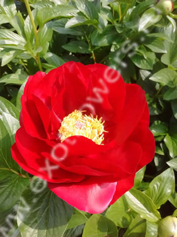 King's Ransom Camellia (Camellia japonica 'King's Ransom') in ...