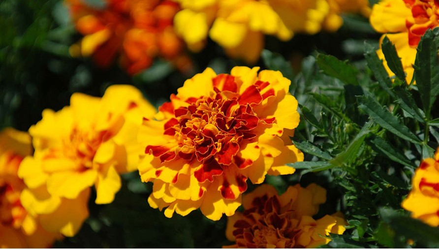 Fireball Strawberry Blonde tagetes seeds