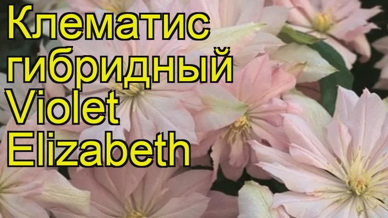 Клематис Виолет Элизабет – купить в интернет-магазине Агро ...