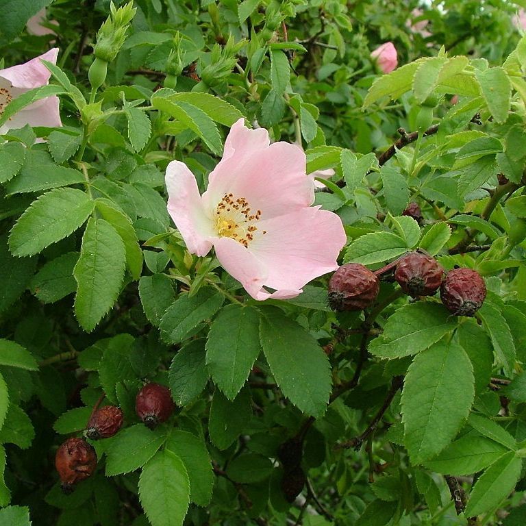 Шиповник собачий (роза канина, rosa canina): как выглядит ...