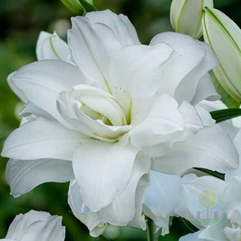 Lilium or dbl lotus dream | LILORI ...