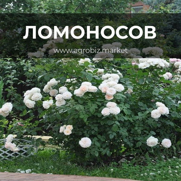 Мой цветник. Роза Ломоносов #shorts - YouTube