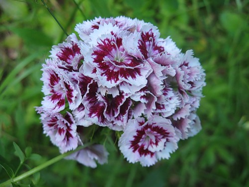 Dianthus Barbatus Green Trick / Гвоздика Грин Трик Японская ...