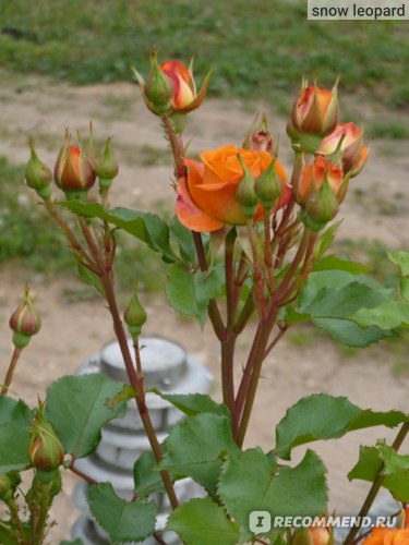 Роза Гримпан Орандж Мейландина / Rose Grimpant Orange Meillandina