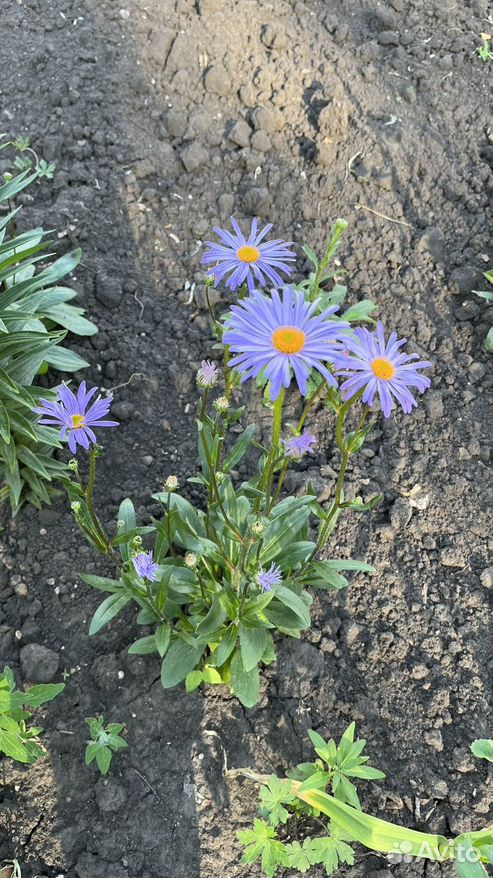 Ромашка римская, Пупавка благородная (Anthemis nobilis) - 100 ...