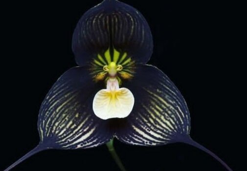 Phalaenopsis mannii black | Passiflora.ru - Сервис ...