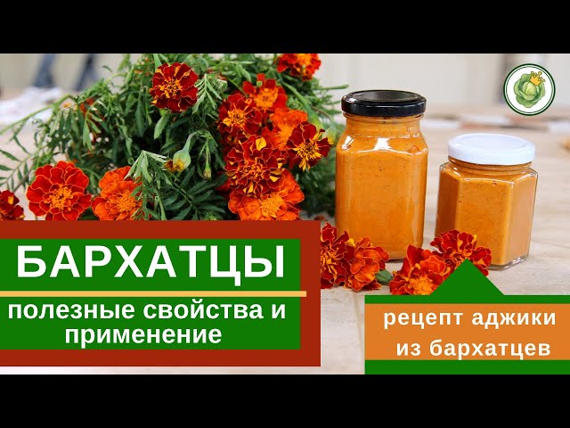 Бархатцы — лечение, защита, красота