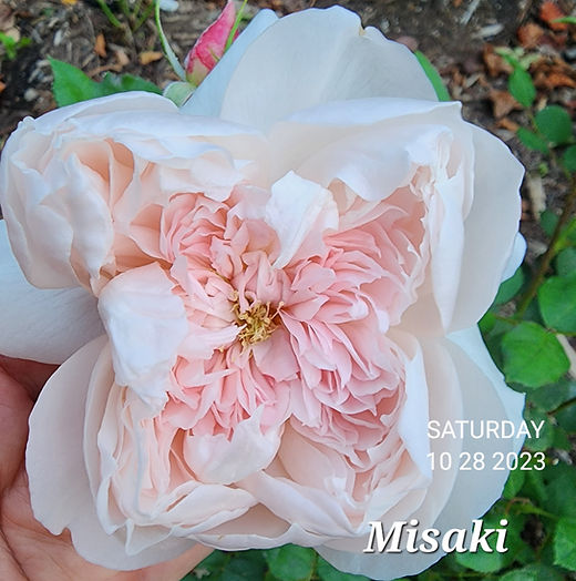 Hoa hồng Nhật Misaki Rose đẹp tuyệt trần – Xinh Garden