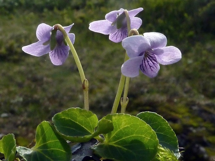 Вьюнок Трехцветный, смесь (Convolvulus tricolor) - 1 грамм ...