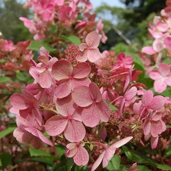 Hydrangea paniculata Early Sensation-Гортензия Эрли Сенсейшн ...