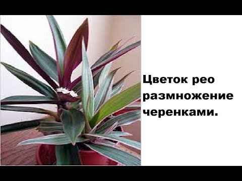 Рео / рэо / традесканция, 85 грн. купить Житомирская область ...