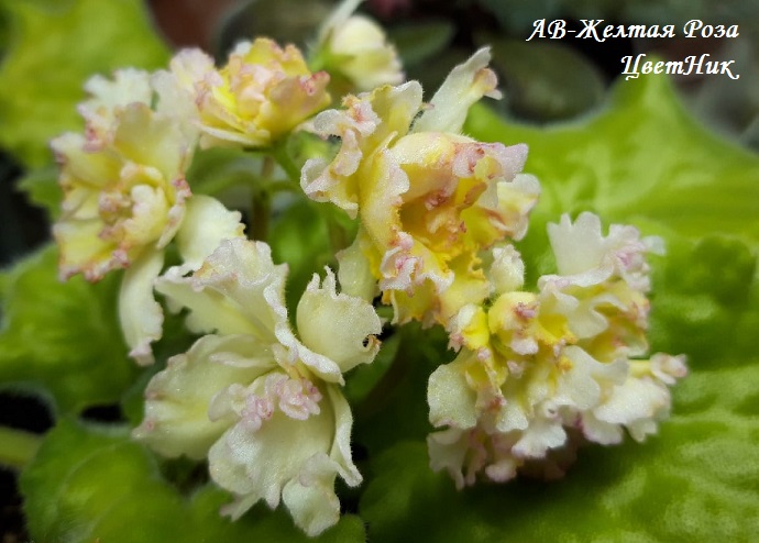 Семена Глоксиния Харизма Лавандовая купить по низкой цене в ...