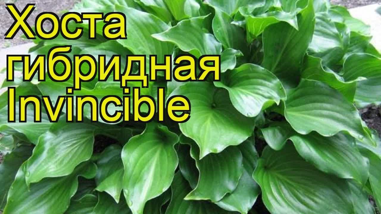 Хоста Иннисвуд (Inniswood ...