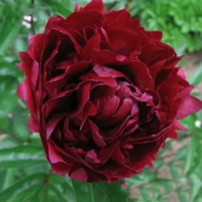 Купить Пион (Paeonia) с доставкой почтой в интернет-магазине ...