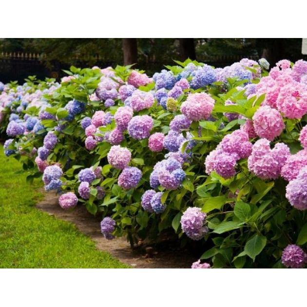 Hydrangea macrophylla 'Endless Summer ...