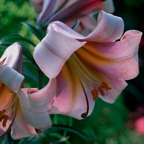 Lilium 