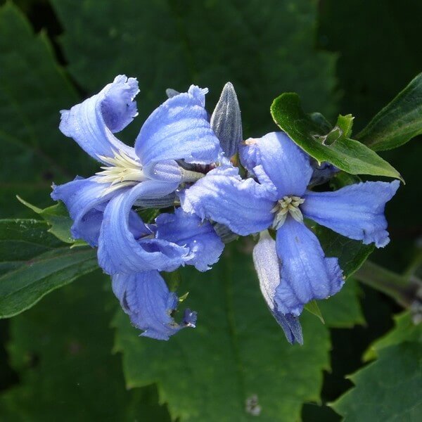 Clematis 'Cassandra' - kék virágú talajtakaró klemátisz ...