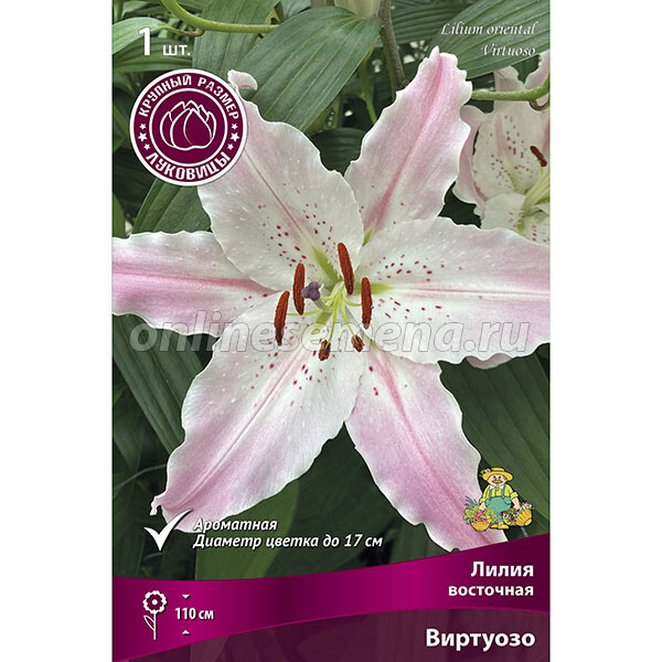 Oriental Lily 'Marco Polo' |