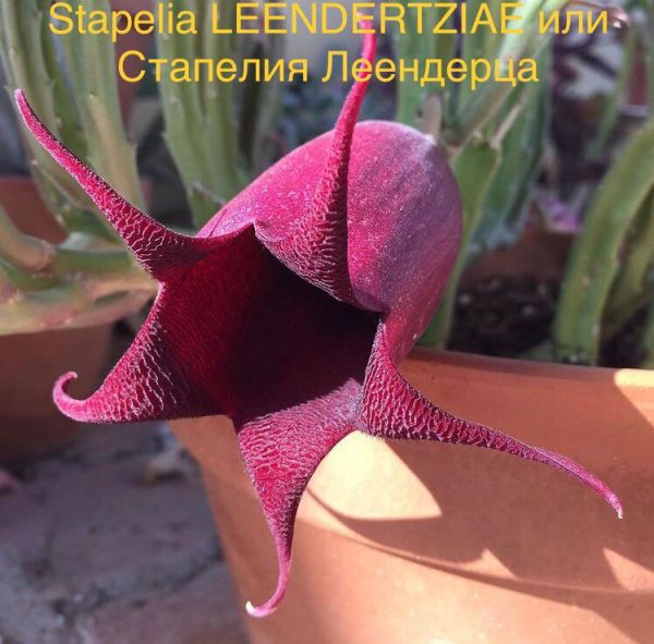 Растение ⌀ 5 Stapelia LEENDERTZIAE (Стапелия): купить c ...