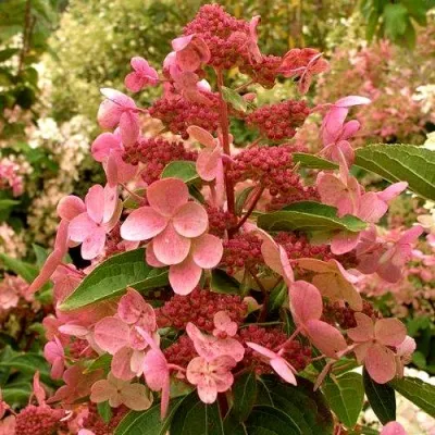 Гортензия метельчатая `Грандифлора`, Hydrangea paniculata ...