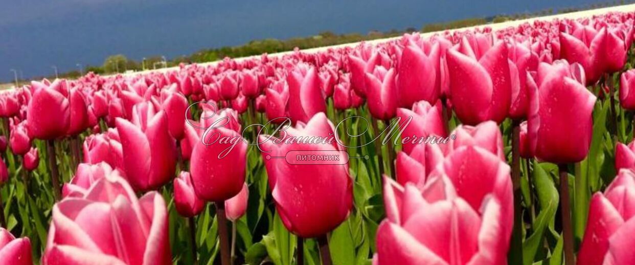 Tulips assortment for the Women's day 2024