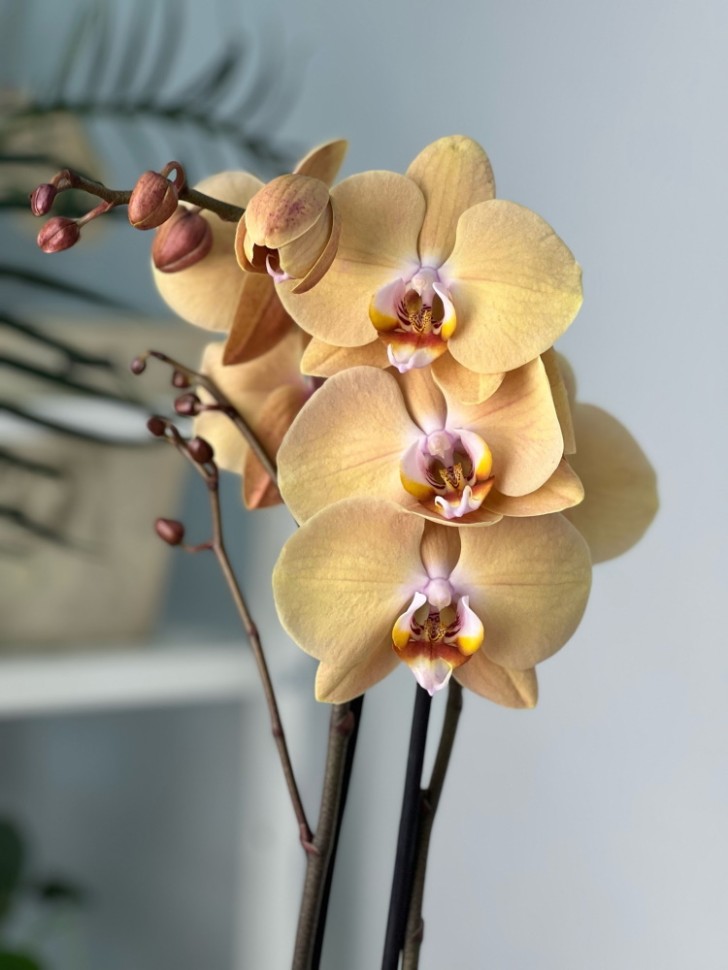 Phal. Yuki Fan (Rainbow Unicorn) | Passiflora.ru - Сервис ...