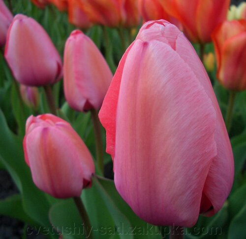 Tulip bulbs Pink Impression - huge pink ...