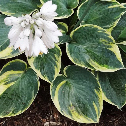 Hosta 