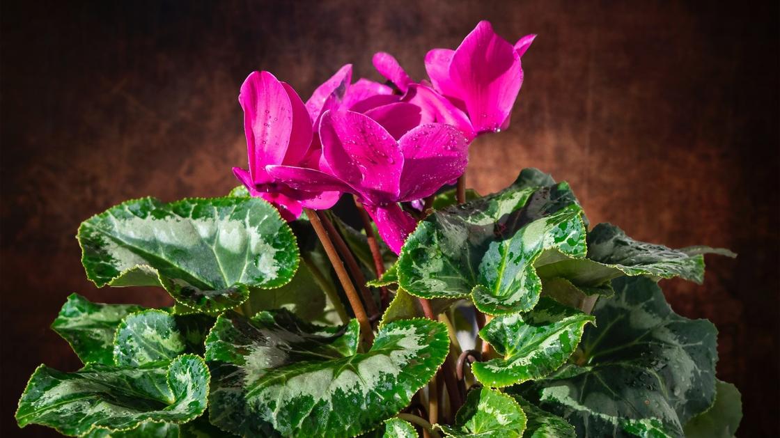 Цикламен персидский – мини Розмари Cyclamen persicum – mini ...