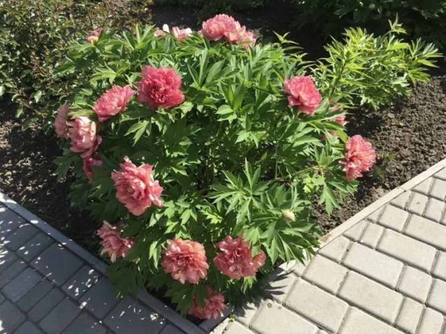 Пион ито-гибрид Хиллари (Paeonia Itoh Hillary) 7.5 л ...