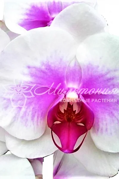 орхидея САЛИНАС Phalaenopsis Salinas - YouTube