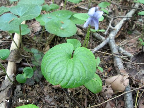 Фиалка собачья (Viola canina). Фото на сайте 