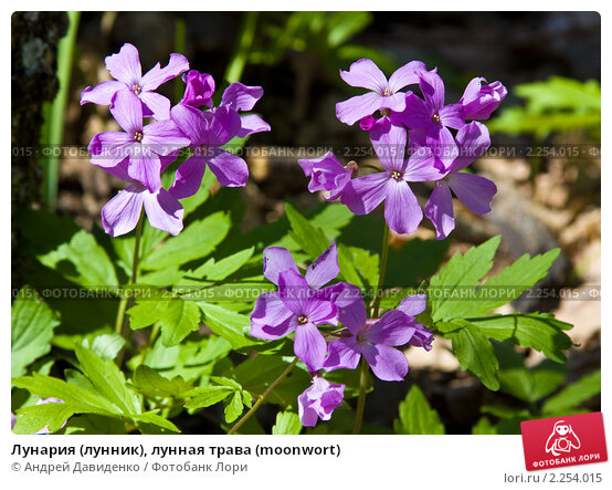 Лунник, Lunaria, описание, уход, фото