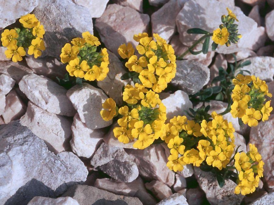 Алиссум морской (Alyssum maritimum ...