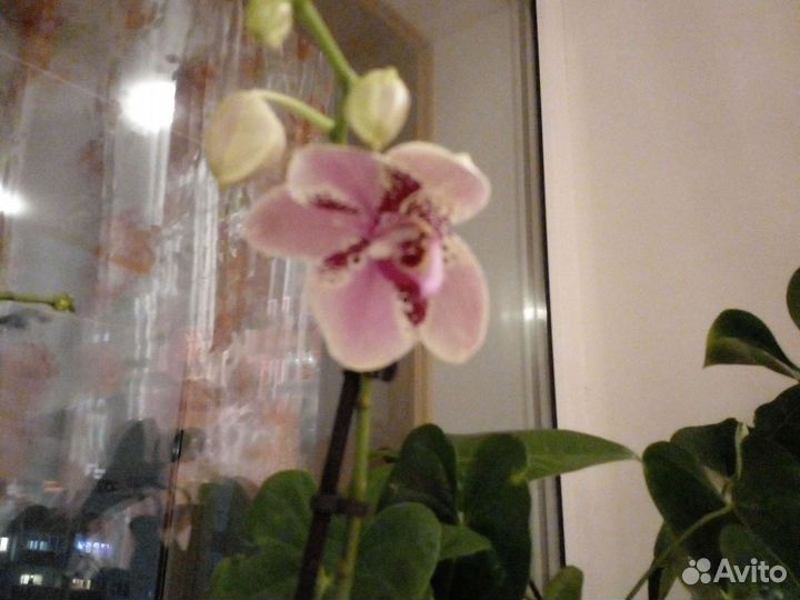 Фаленопсис Фронтера (Phalaenopsis Frontera) — купить в ...