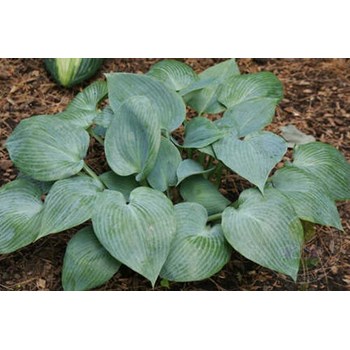 Хоста гибридная (Hosta х hybrium `Catherine`) - Бордюры - По ...